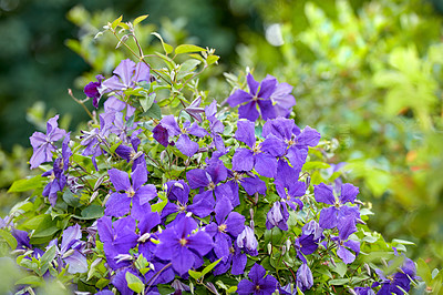 Buy stock photo Geranium flowers in a lush garden with different flowering plants growing in a landscape on a sunny day outdoors in spring. Vibrant and colorful agricultural floral botanic field blooming in nature