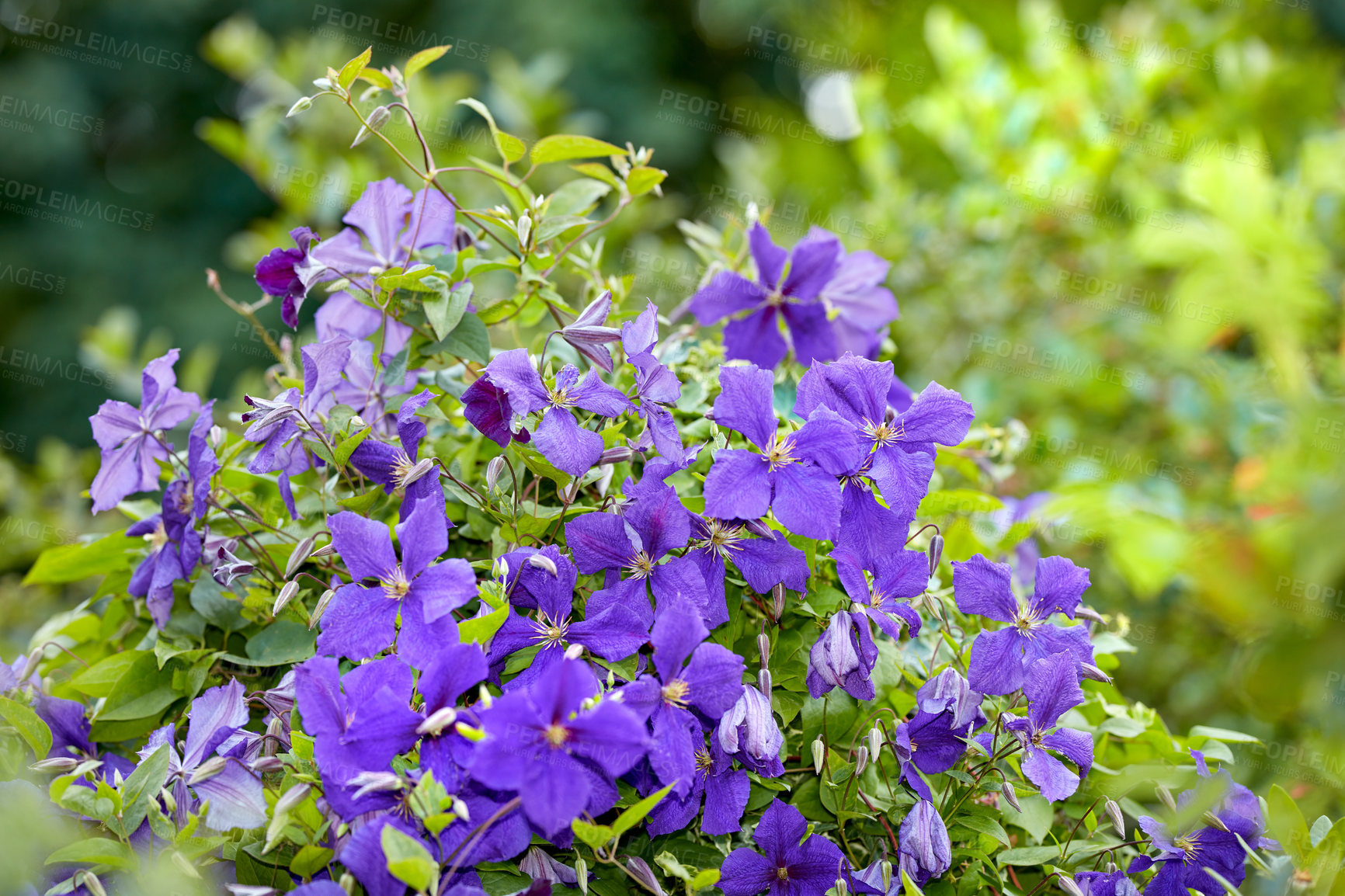 Buy stock photo Geranium flowers in a lush garden with different flowering plants growing in a landscape on a sunny day outdoors in spring. Vibrant and colorful agricultural floral botanic field blooming in nature