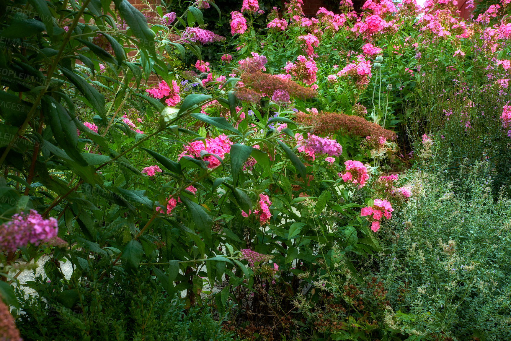 Buy stock photo Vibrant Garden phlox flowers growing in the backyard of a home on a spring day. Beautiful pink plants bloom in a lush green bush in a park on a summer afternoon. Nature blossoms outdoors on a lawn