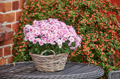 Buy stock photo Beautiful florist's daisy flowers, planted in wicker basket in a backyard garden. Pink flowerheads blooming and blossoming outside. Wild flowering plants used for gardening decoration