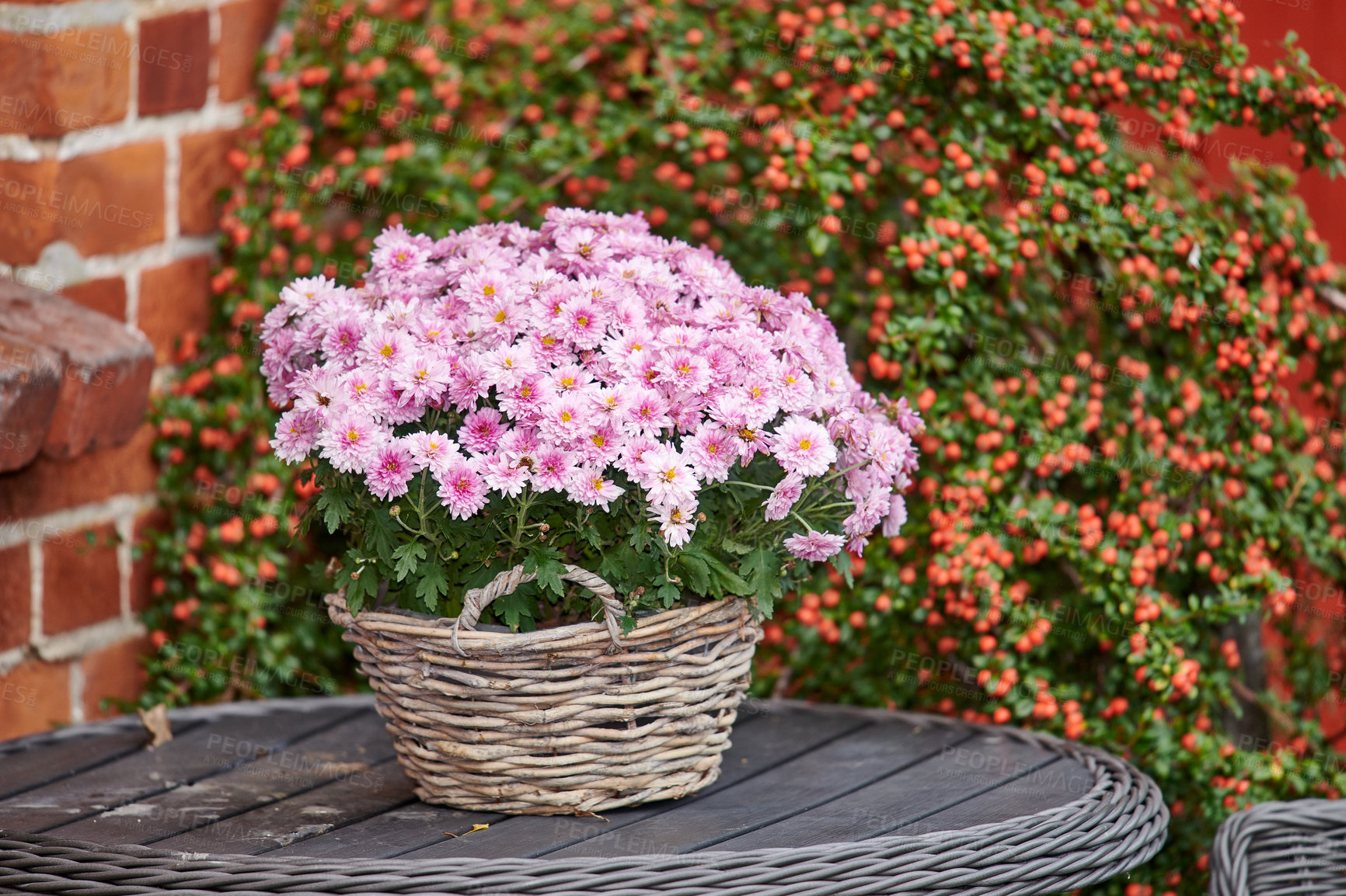 Buy stock photo Beautiful florist's daisy flowers, planted in wicker basket in a backyard garden. Pink flowerheads blooming and blossoming outside. Wild flowering plants used for gardening decoration