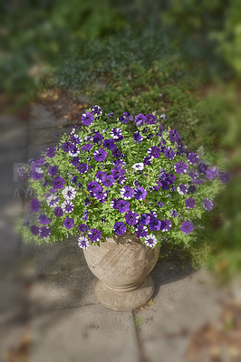 Buy stock photo Wild flowering plant used for gardening decoration and landscaping. Flower pot with purple petunias growing in a backyard home garden on a patio. Beautiful flowerheads blooming and blossoming outside