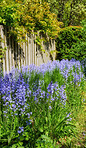 Garden in blue - Bluebell /Scilla siberica, 