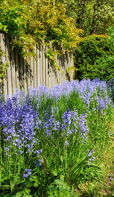 Buy stock photo Bluebell flowers growing against a fence in backyard garden in summer. Scilla siberica flowering plants blooming on a flowerbed amongst greenery for landscaping and design on a lawn