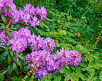 Purple Rhododendron Flowers