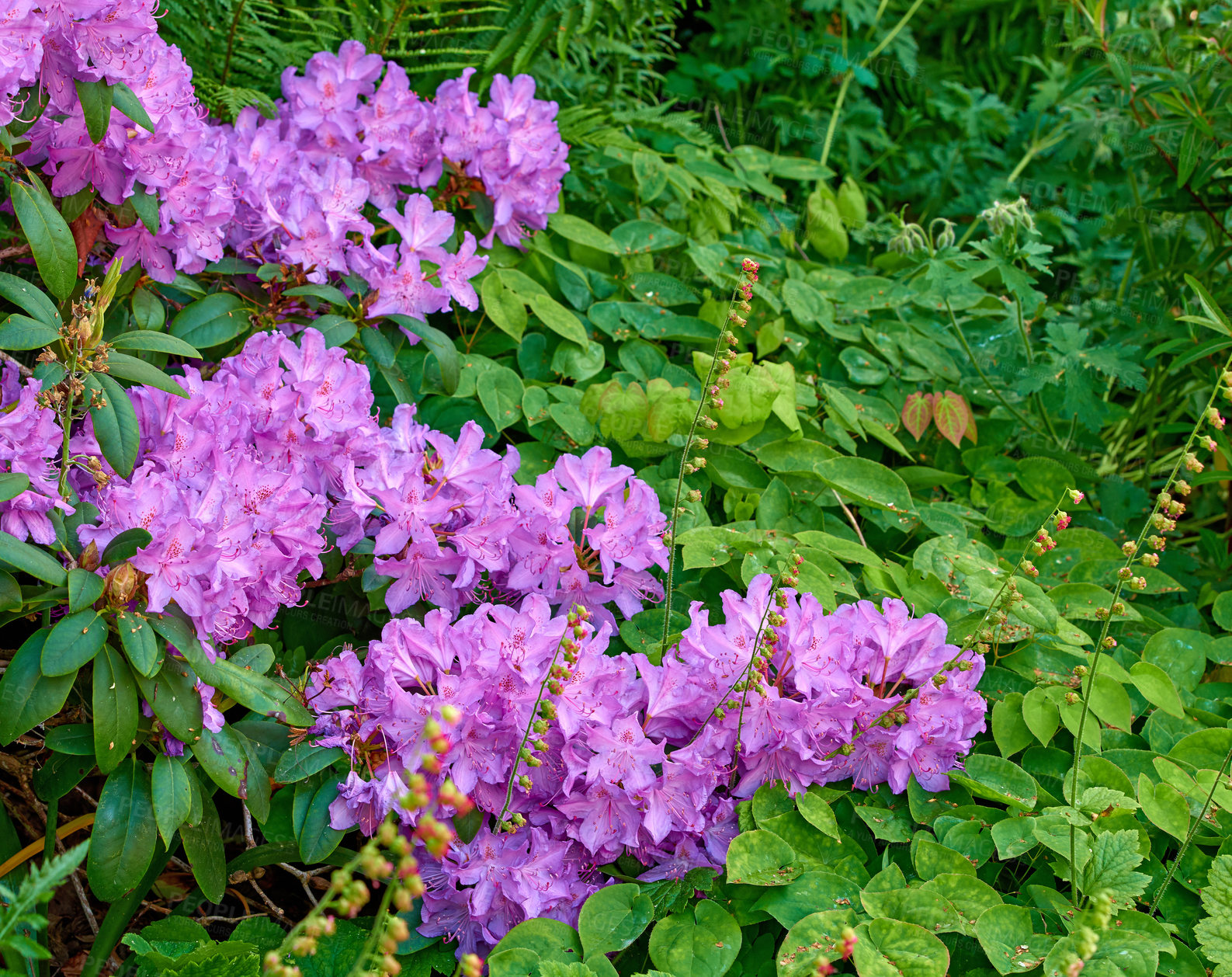 Buy stock photo A series of Purple Rhododendron in my garden