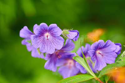 Buy stock photo Geranium flowers grow in an organic garden or field in summer. Beautiful flowering plants blooming in a lush green park. Pretty flora blossom and sprout in a meadow on the countryside during spring