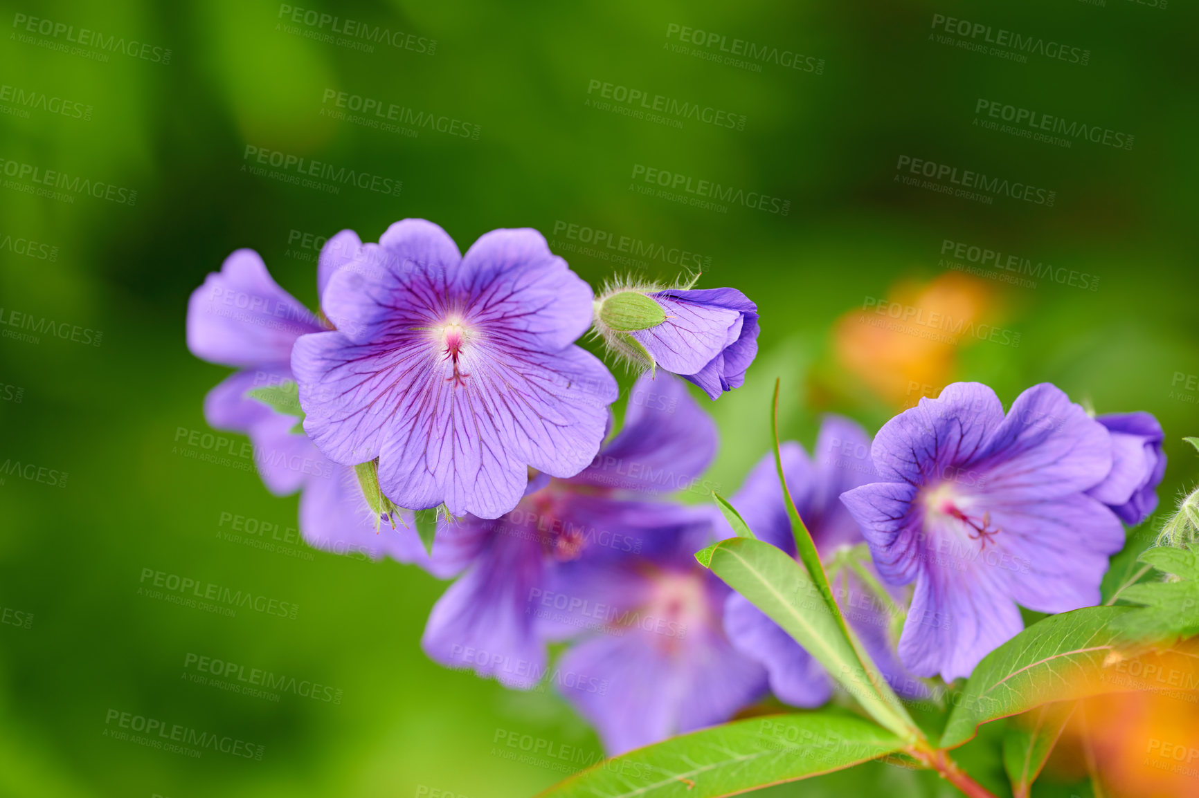 Buy stock photo Geranium flowers grow in an organic garden or field in summer. Beautiful flowering plants blooming in a lush green park. Pretty flora blossom and sprout in a meadow on the countryside during spring