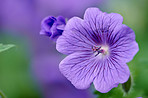 Blue Geranium