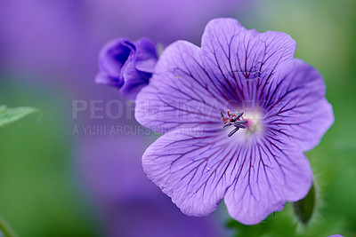 Buy stock photo Closeup of a purple cranesbill flower growing in a garden. Beautiful details of a colorful geranium flowering plant with pretty patterns on petals. Gardening blossoms for outdoor decoration in spring