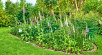 Garden dreams