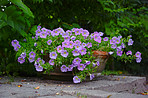 Flower pot with blue flowers