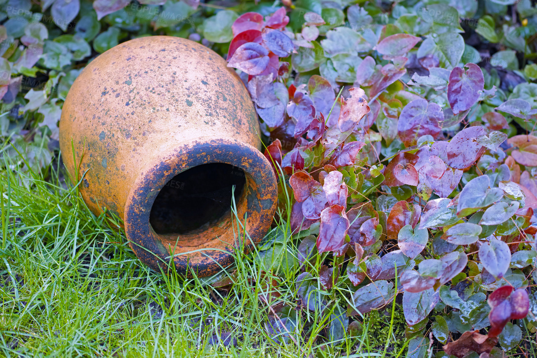 Buy stock photo Closeup of barrenwort or epimedium pinnatum growing around a weathered clay pot in a lush, secluded garden at home. Texture detail of evergreen bush or shrub spreading across green grass