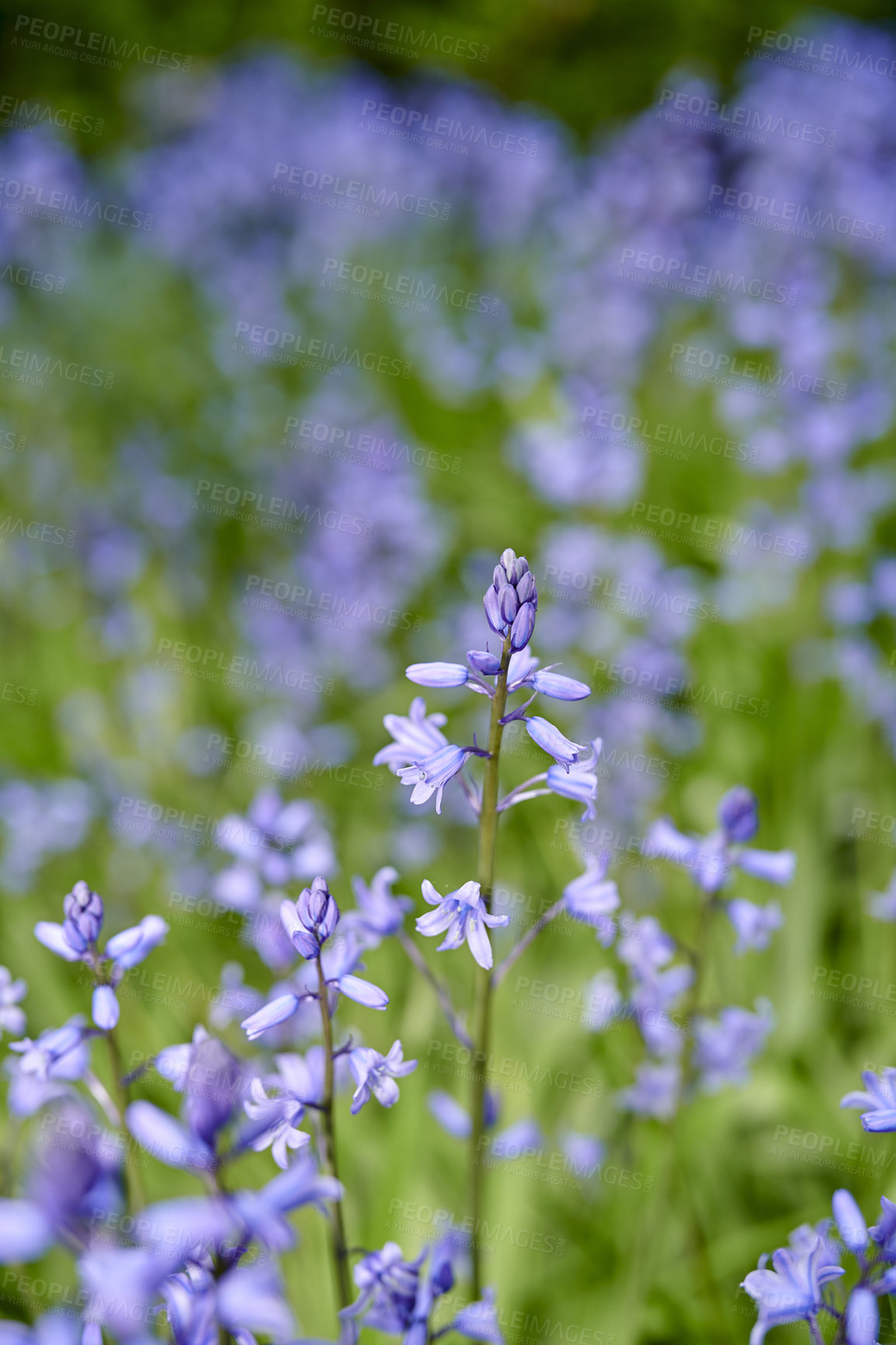 Buy stock photo Bluebell flowers growing and blooming in a backyard garden or park in nature. Scilla siberica flowering plants blossoming on a field or meadow in summer. Violet flora in a quiet natural environment