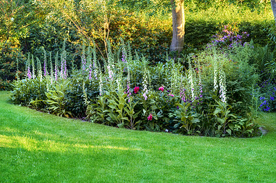 Buy stock photo Pink, white and purple common foxgloves growing and flowering in a lush green garden at home. Bunch of digitalis purpurea bushes blooming in landscaped and horticulture backyard as decorative plants