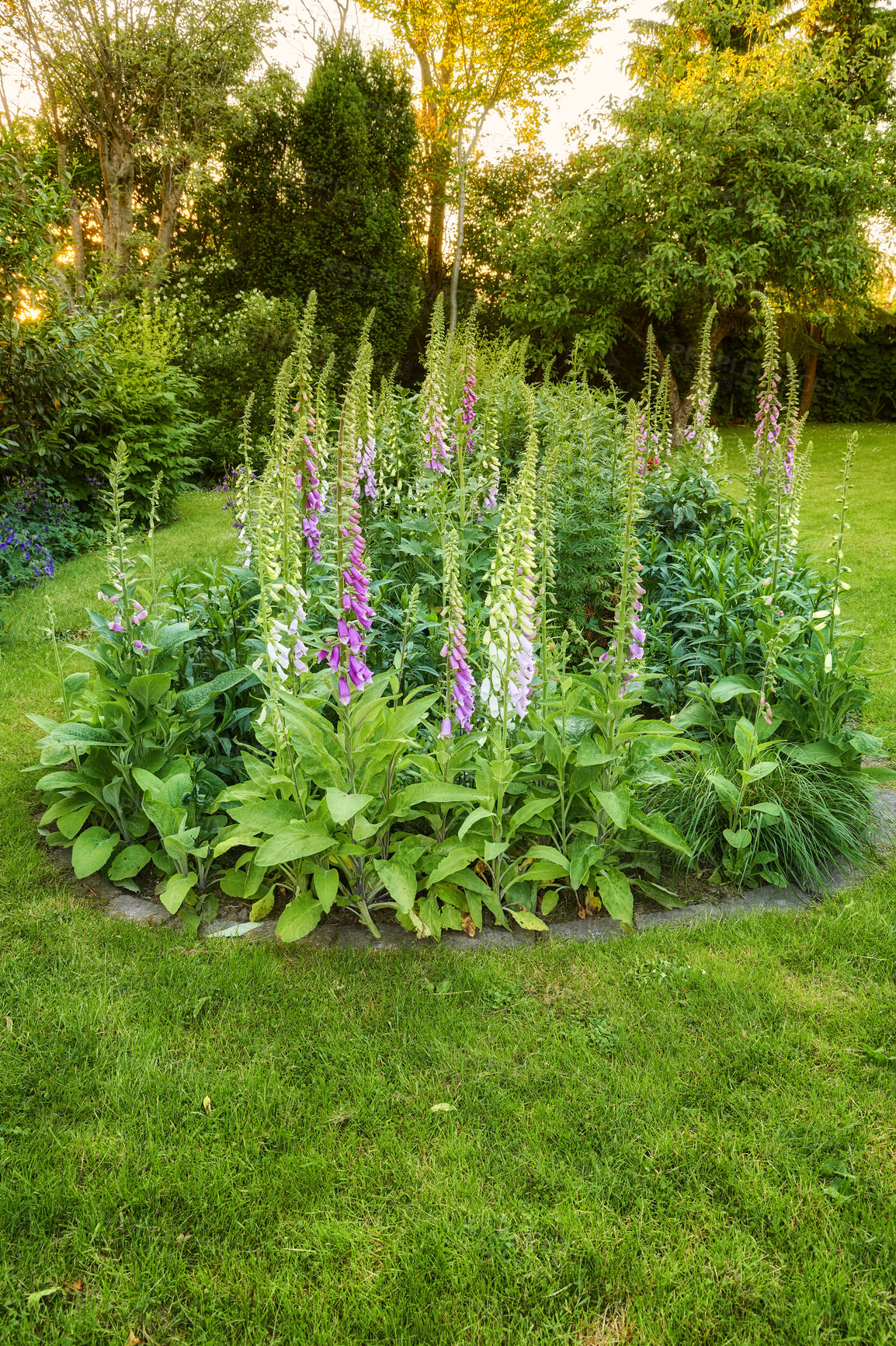 Buy stock photo Colorful foxgloves - digitalis purpurea 