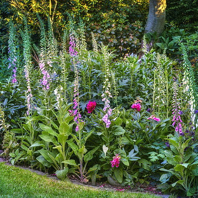 Buy stock photo Pink and purple common foxgloves growing and flowering in a lush green garden at home. Bunch of digitalis purpurea bushes blooming in landscaped horticulture backyard as medicinal herbal plants