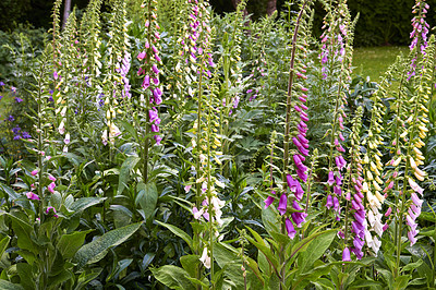 Buy stock photo Purple foxglove flowers growing in a backyard garden in summer. Violet digitalis purpurea flowering plants blooming amongst greenery and vegetation in a park. Wildflowers on a lawn in nature