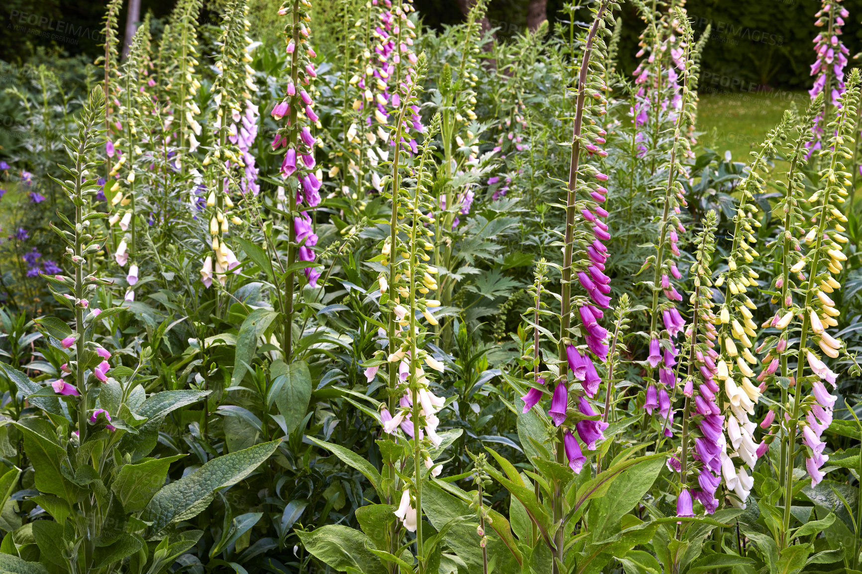 Buy stock photo Purple foxglove flowers growing in a backyard garden in summer. Violet digitalis purpurea flowering plants blooming amongst greenery and vegetation in a park. Wildflowers on a lawn in nature