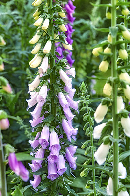 Buy stock photo Wildflowers blossoming on stems in nature. Purple foxgloves growing in a backyard garden in summer. Closeup of purple flowering plants blooming on a field in its natural environment in spring. 