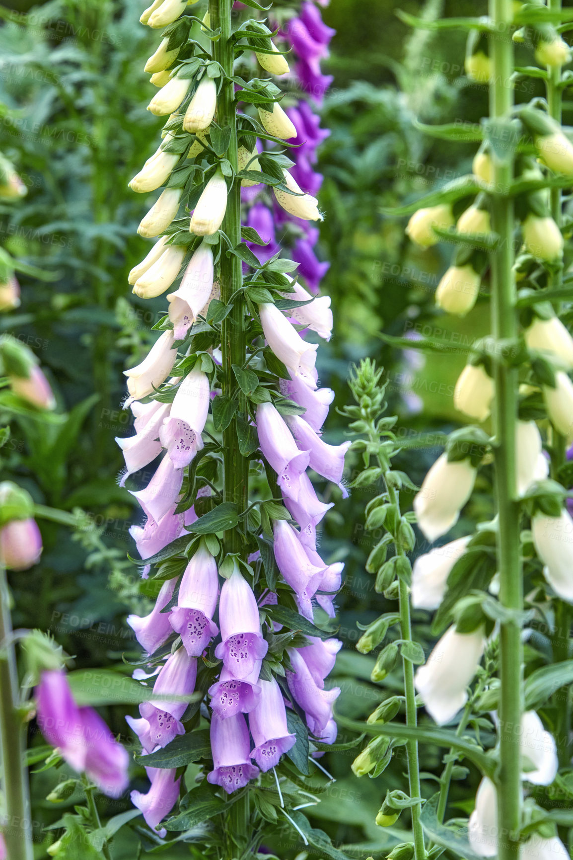 Buy stock photo Wildflowers blossoming on stems in nature. Purple foxgloves growing in a backyard garden in summer. Closeup of purple flowering plants blooming on a field in its natural environment in spring. 