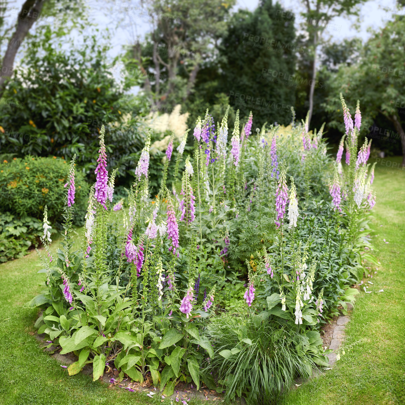 Buy stock photo Foxglove flowers growing in a green park.  Gardening perennial purple flowering plants grown as decoration in a neat garden or a well maintained backyard. Colorful flowerbed on a lawn