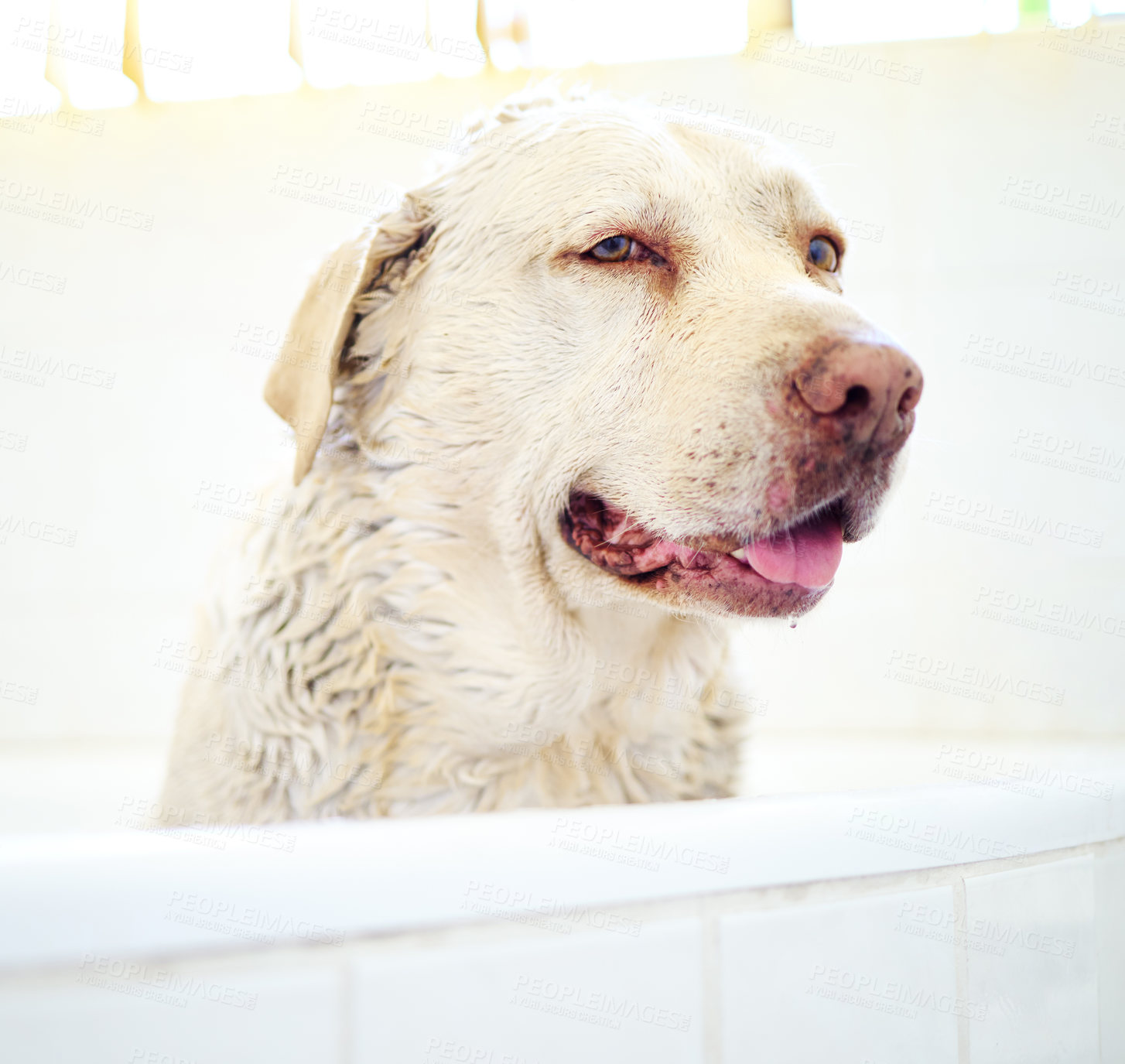 Buy stock photo Shot of an adorable dog having a bath at home