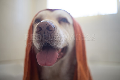 Buy stock photo Towel, dog and cleaning in bathroom in home for wellness, hygiene and health of animal. Pet, bathtub and washing labrador retriever for grooming hair and care of cute canine drying with nose in house