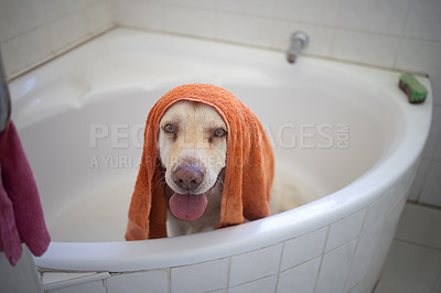 Buy stock photo Portrait, dog and cleaning in bathroom in home for wellness, hygiene or health of animal in towel. Pet, face and wash labrador retriever in bathtub water for grooming hair or care of cute canine