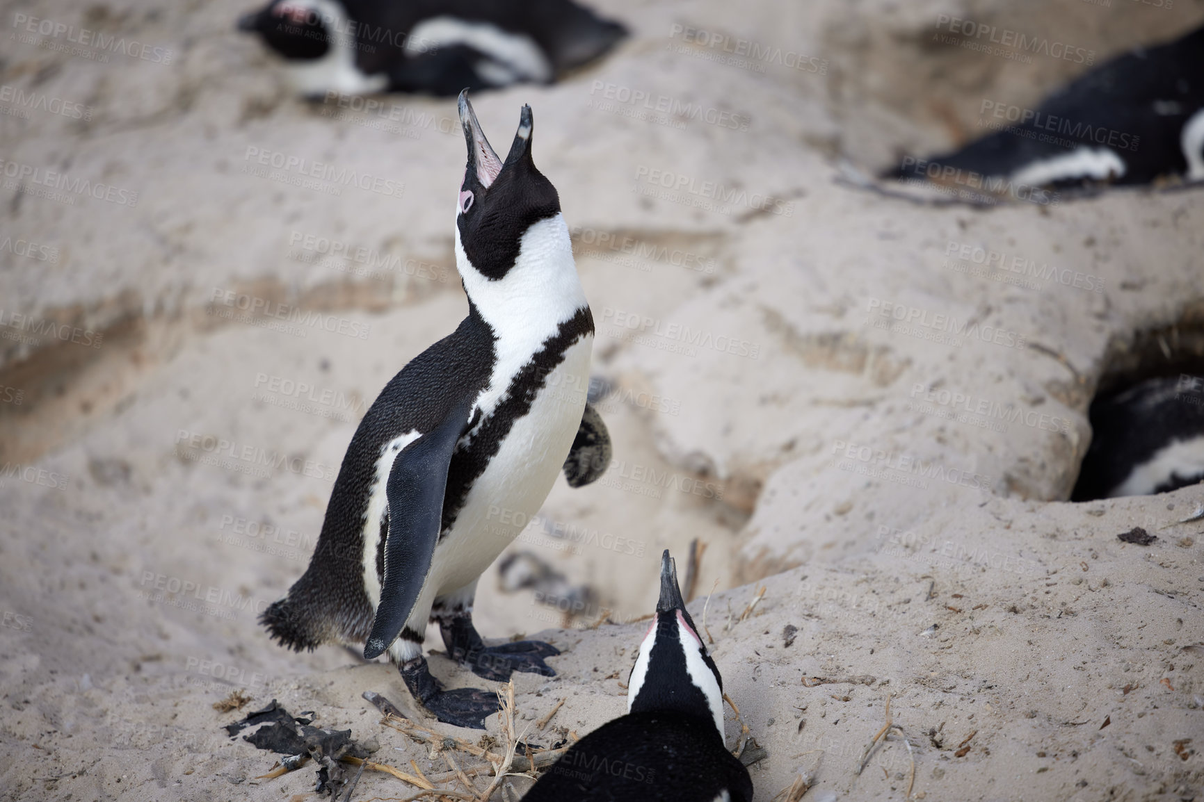 Buy stock photo Shot of penguins perched on a rock at Boulder’s Beach in Cape Town, South Africa