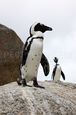 Buy stock photo Shot of penguins perched on a rock at Boulder’s Beach in Cape Town, South Africa