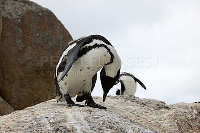 Buy stock photo Penguins, rock or boulder in outdoor for tourist, wildlife and landscape in environment or ecology. Bird, biology and wilderness for ecosystem, seaside and habitat with sky for coastal scene nature
