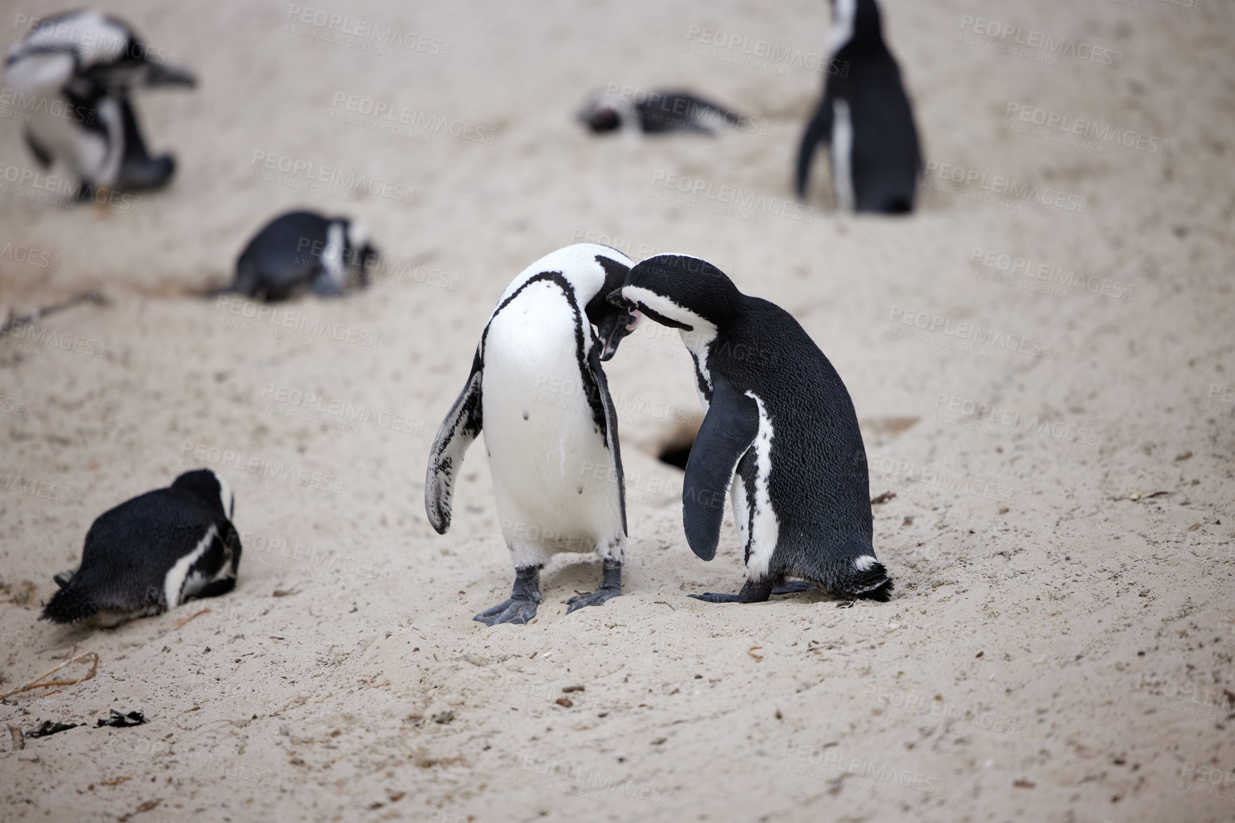 Buy stock photo Shot of penguins at Boulder’s Beach in Cape Town, South Africa