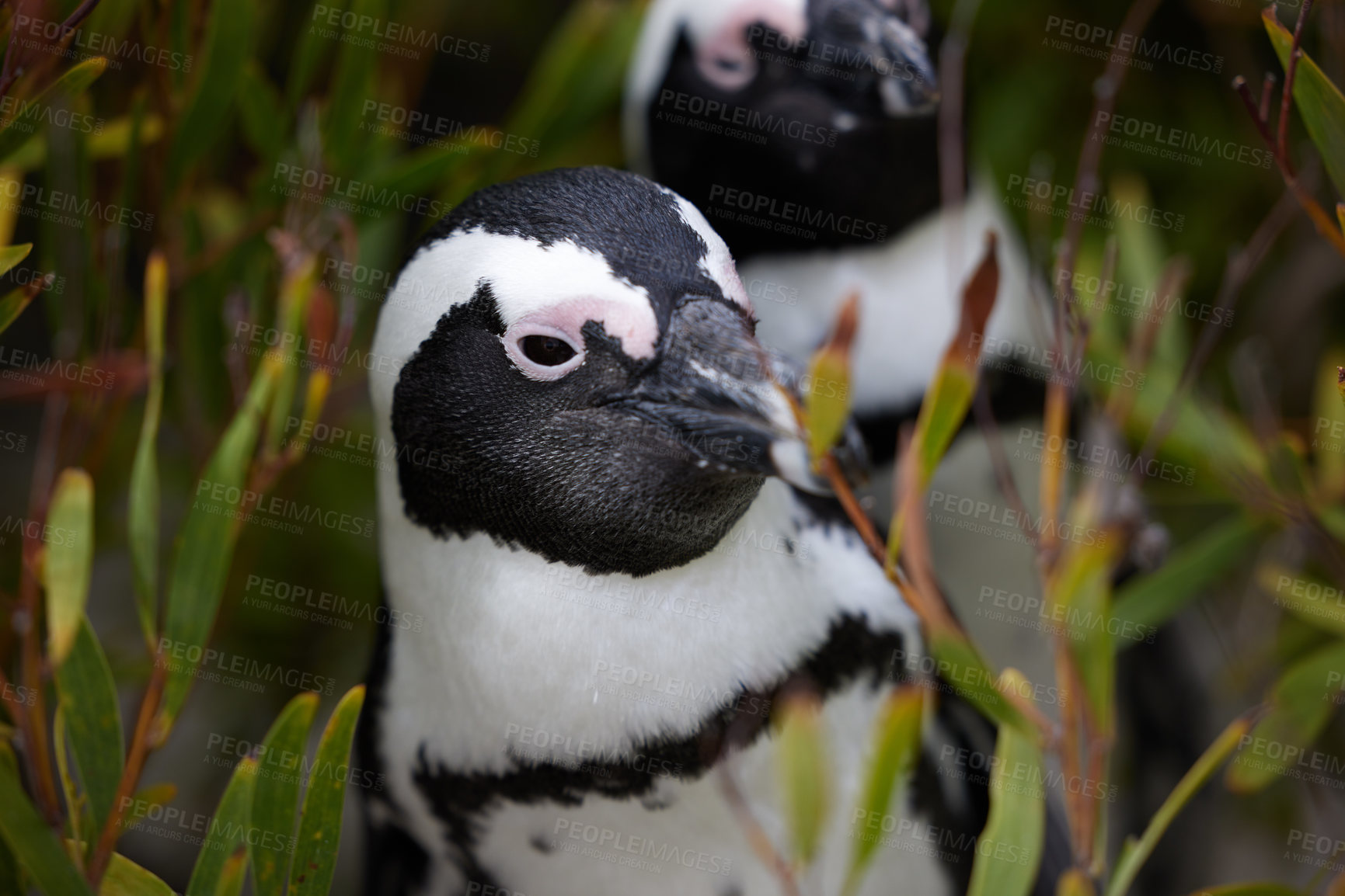 Buy stock photo Penguins, nature or closeup in outdoor for tourist, wildlife and landscape in environment or ecology. Bird, biology and wilderness for ecosystem, seaside and habitat for coastal scene or animal
