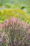 Flowers, plants and trees on mountain side in South Africa