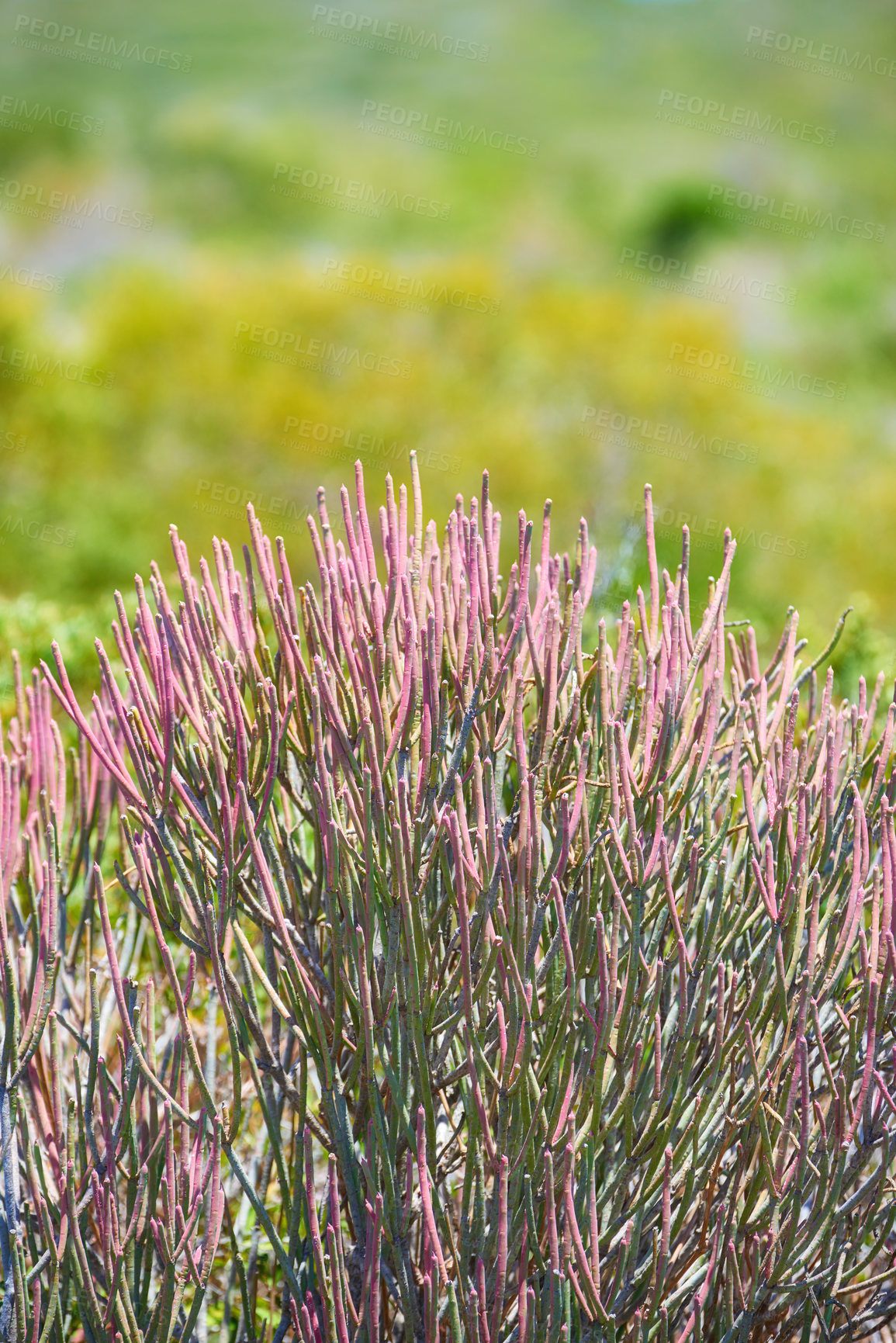 Buy stock photo Pencil cactus flowers on mountain side outdoors on a sunny Summer day. Isolated natural spurges of pink petals blossoming and with green bushes behind. Calm area in Western Cape of South Africa