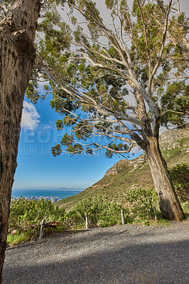 Buy stock photo Green trees on the mountains with blue sky and ocean copy space. Beautiful nature landscape with wild indigenous plants and shrubs growing on a mountain hill near a popular hiking spot in Cape Town