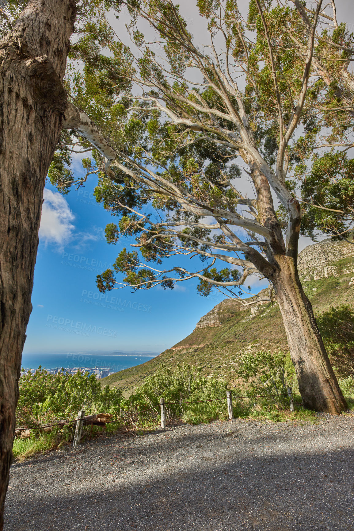 Buy stock photo Green trees on the mountains with blue sky and ocean copy space. Beautiful nature landscape with wild indigenous plants and shrubs growing on a mountain hill near a popular hiking spot in Cape Town