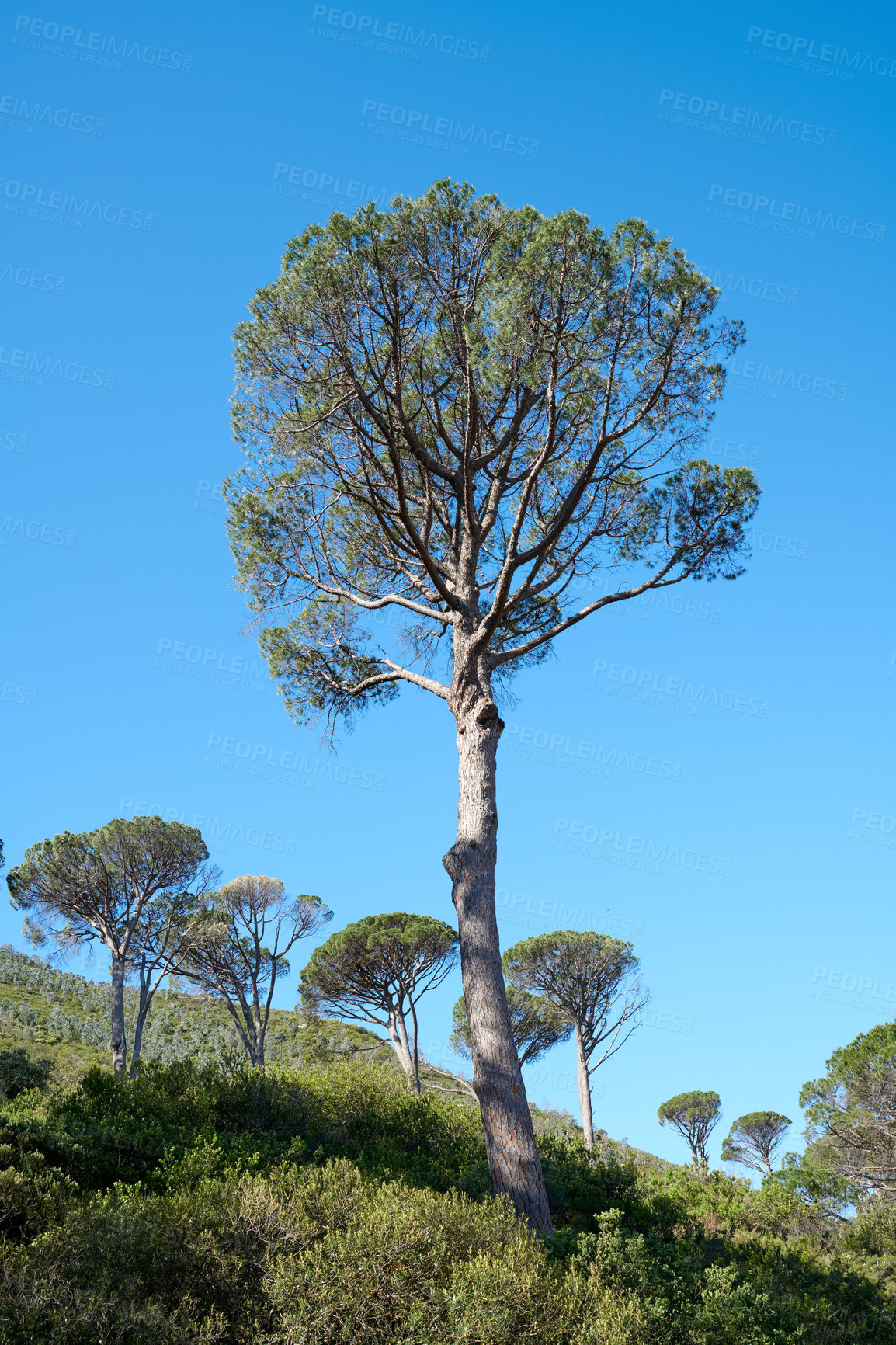 Buy stock photo Tall pine tree in a bright and beautiful mountain landscape with green flora during spring. Landscape of rolling hills with greenery outdoors on a summer afternoon. Clear blue sky over scenic terrain