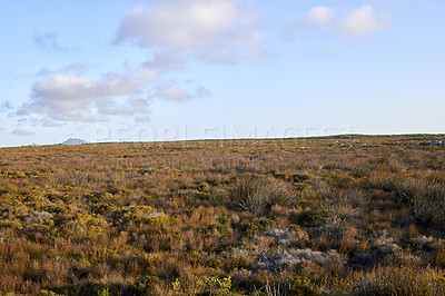 Buy stock photo The wilderness of Cape Point National Park, Western Cape, South Africa