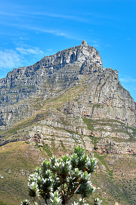 Buy stock photo Stunning landscape of Table Mountain with a tree underneath in the summer with copy space. View of big mountain National park in South Africa with beautiful green nature blue sky in the background
