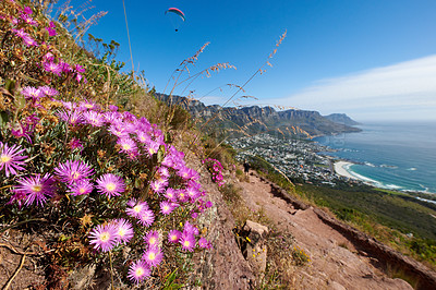 Buy stock photo Mountain trails on Lion's Head, Table Mountain National Park, Cape Town, South Africa