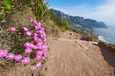 Buy stock photo Rugged landscape of lampranthus spectabilis flowers growing on a cliff by the sea with hiking trails to explore. Copy space with scenic coast and mountain slope with a cloudy blue sky background