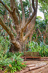 Flowers, plant and trees