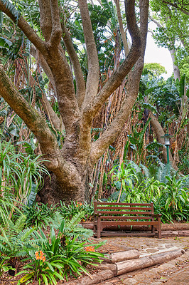 Buy stock photo A bench next to a large oak tree growing in a dense forest. Beautiful picturesque landscape of lush green plants in the woods or an eco friendly environment in a protected nature conservation area