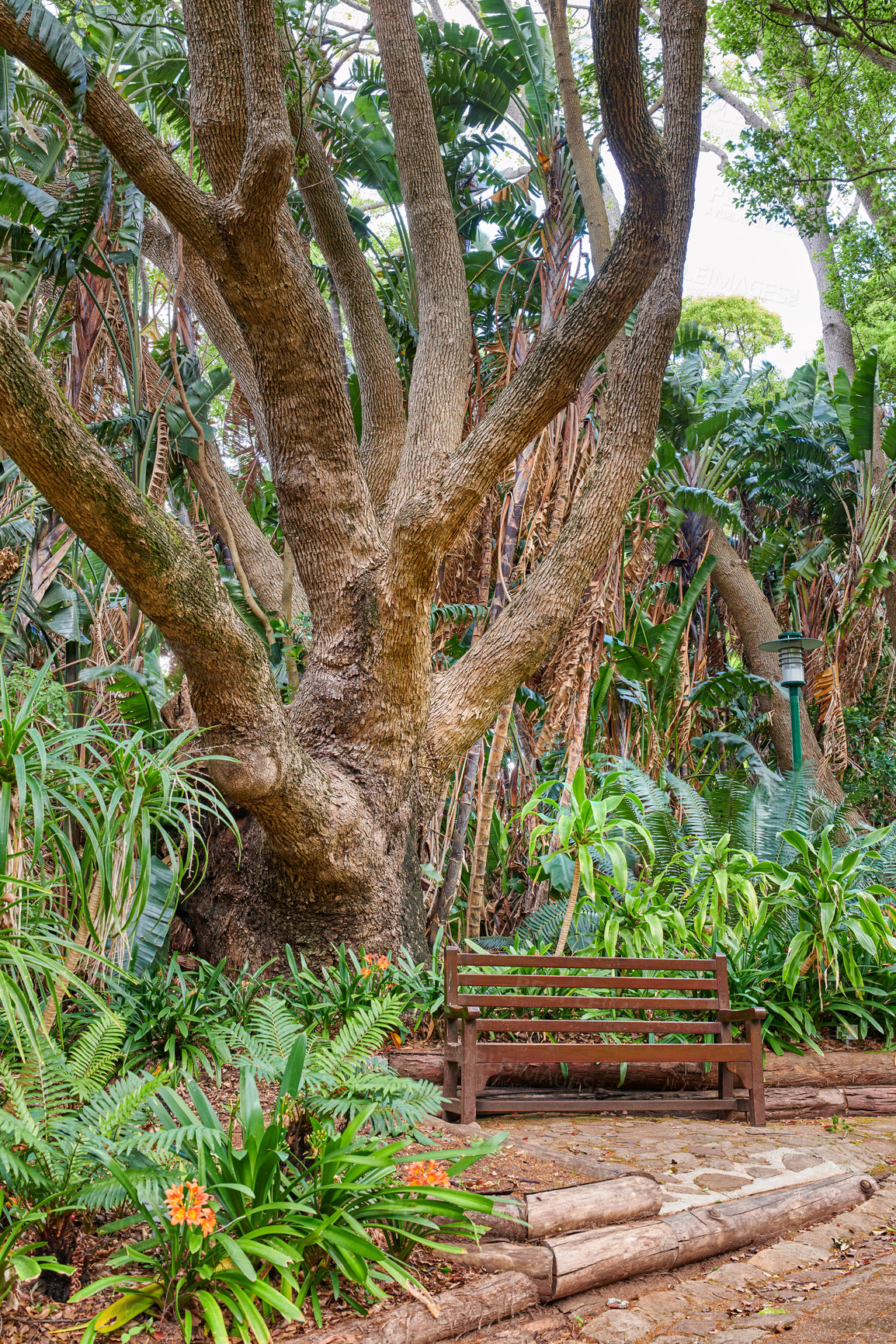 Buy stock photo A bench next to a large oak tree growing in a dense forest. Beautiful picturesque landscape of lush green plants in the woods or an eco friendly environment in a protected nature conservation area