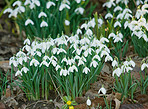 Common snowdrop - Galanthus nivalis 