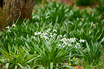 Common snowdrop - Galanthus nivalis