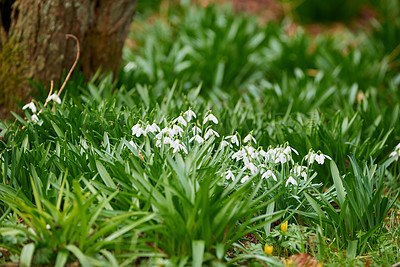 Buy stock photo White snowdrop flowers growing in a green backyard garden in summer. Small Galanthus nivalis flowering plant opening up and blooming in a lush green park in nature. Greenery on a flowerbed on a lawn