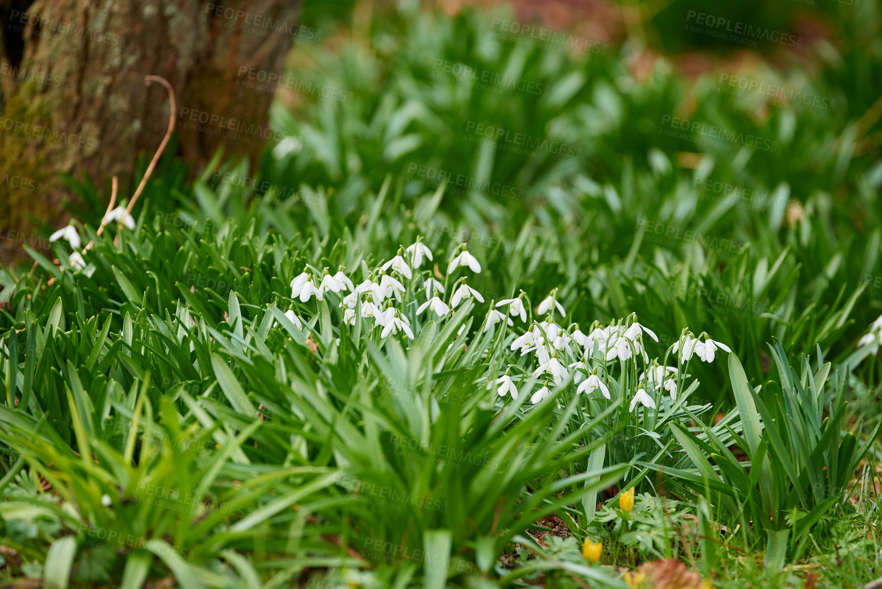 Buy stock photo White snowdrop flowers growing in a green backyard garden in summer. Small Galanthus nivalis flowering plant opening up and blooming in a lush green park in nature. Greenery on a flowerbed on a lawn